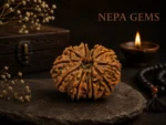 11 Mukhi Rudraksha