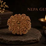 12 Mukhi Rudraksha