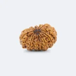 13 Mukhi Rudraksha - Image 2