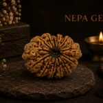 13 Mukhi Rudraksha