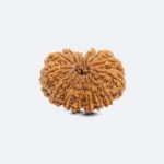 14 Mukhi Rudraksha - Image 3