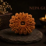 14 Mukhi Rudraksha