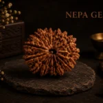 15 Mukhi Rudraksha