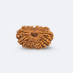 19 Mukhi Rudraksha - Image 2