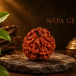 3 Mukhi Rudraksha