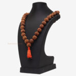 4 Mukhi Rudraksha Kantha - Image 3