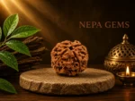 4 Mukhi Rudraksha