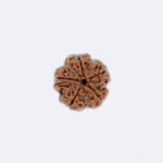 5 Mukhi Rudraksha – Original Energised Rudraksha for Peace, Protection & Spiritual Growth