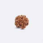 5 Mukhi Rudraksha – Original Energised Rudraksha for Peace, Protection & Spiritual Growth - Image 2