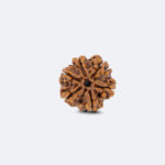 6 Mukhi Rudraksha – Original Energised Rudraksha for Courage, Confidence & Strength