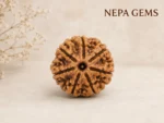7 Mukhi Rudraksha