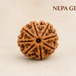 8 Mukhi Rudraksha