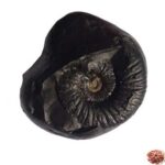 Narayan Shaligram