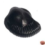 Vasudeva Shaligram