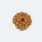 9 Mukhi Rudraksha