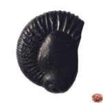 Upendra Shaligram