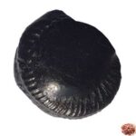 Surya Shaligram