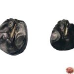 Shiva Shaligram