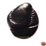 Janeudhari Shaligram