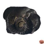 Vishnu Chakra Shaligram