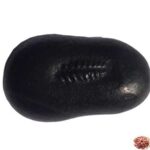 Trivikrama Shaligram