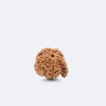 Ganesh Rudraksha