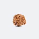 Ganesh Rudraksha - Image 3